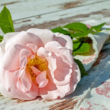 Commercial Photo (1708)