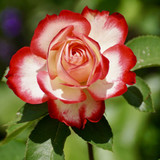 Commercial Photo (1709)