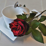 Commercial Photo (1711)