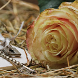 Commercial Photo (1706)