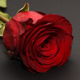 Commercial Photo (1705)