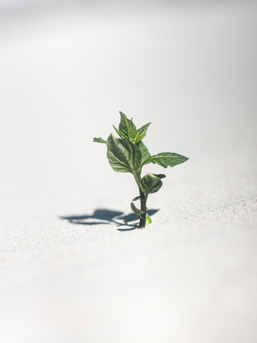 Commercial Photo (1061).jpg