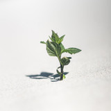 Commercial Photo (1061)