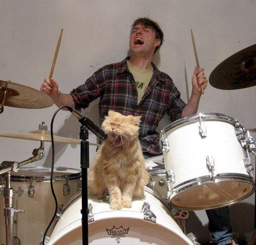 fe30b503262517e7a7425bd485ed6afd rock on funny cats.jpg