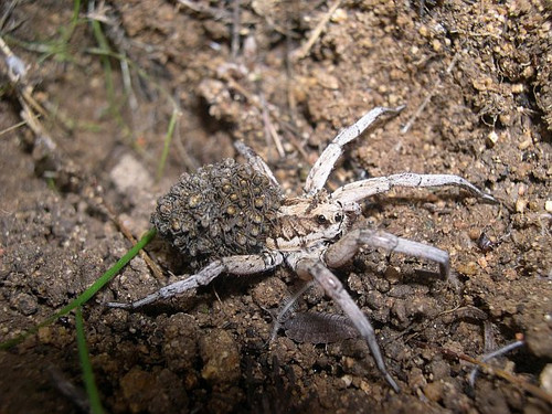 Lycosa Tarantula.jpg
