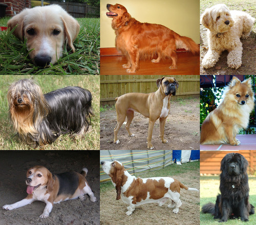 Collage of Nine Dogs.jpg