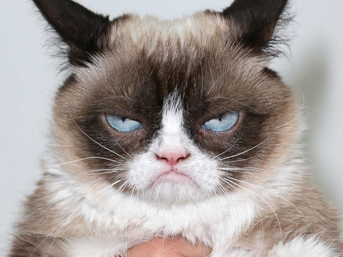 190517103414 01 grumpy cat file restricted.jpg