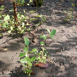 5ce3e6c2 5833 49a6 bbb6 d40103037c56