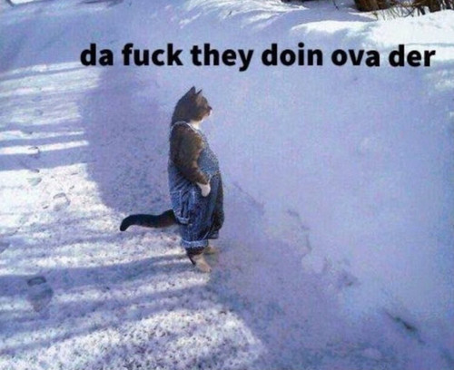 Cat Standing in the Snow.jpg