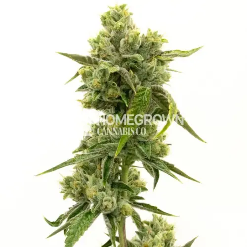7a5698dd4df474a7332d541949fb3aeeb97dc46e Jack herer x skunk feminized 1 .webp