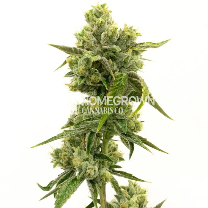 Skunky Jack Feminized Cannabis Seeds H5KtjoX