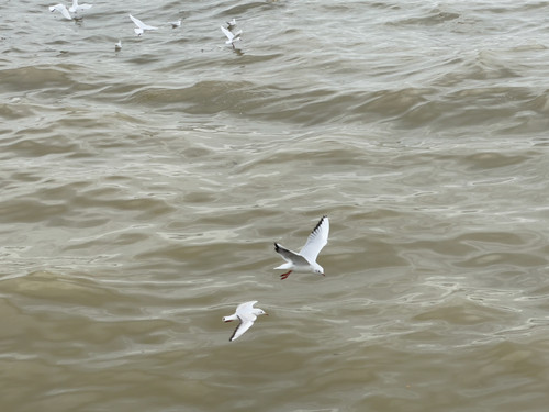 IMG 4531.jpg