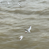IMG 4531