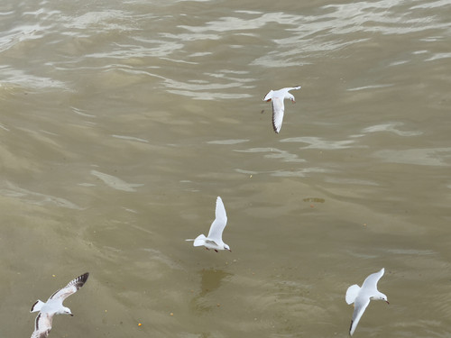 IMG 4528.jpg