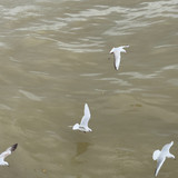 IMG 4528