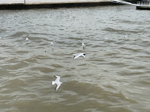 IMG 4527.jpg