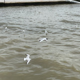 IMG 4527