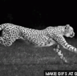 3rZf.gif