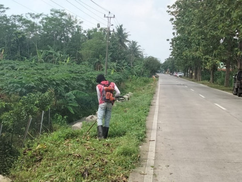 Kembangan Panican (rumput) 1.jpg