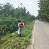 Kembangan Panican (rumput) 1