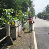 Kembangan Panican (rumput)
