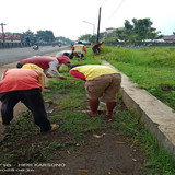 Kopral Tanwir (rumput) 1