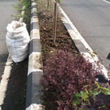 Kolonel Sugiri (rumput) 1