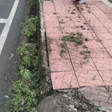 Kolonel Sugiri (rumput)
