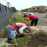 Kopral Tanwir (rumput)