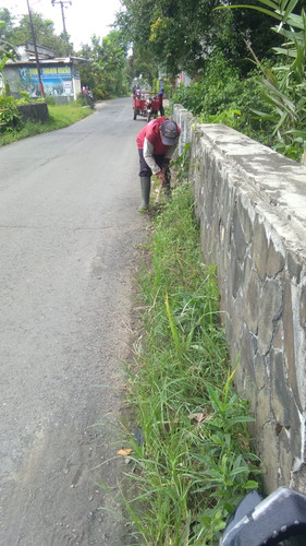 Tunjungmuli Majingklak (rumput)