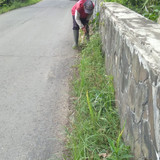 Tunjungmuli Majingklak (rumput)