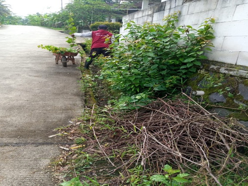 Pepedan Tegalpingen (rumput).jpg