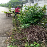 Pepedan Tegalpingen (rumput)