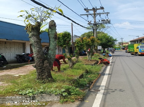 Tentara pelajar (Rumput).jpg