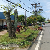 Tentara pelajar (Rumput)