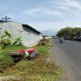 Purbalingga Kutasari (rumput) 1