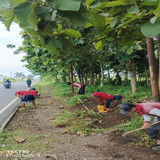 Purbalingga Kutasari (rumput)
