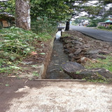 Pakuncen Tlagayasa (rumput)