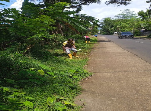 Bandingan Kejobong (rumput).jpg