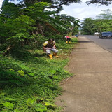 Bandingan Kejobong (rumput)