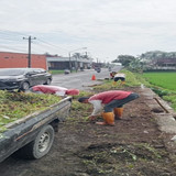 Bobotsari Karanganyar (rumput)