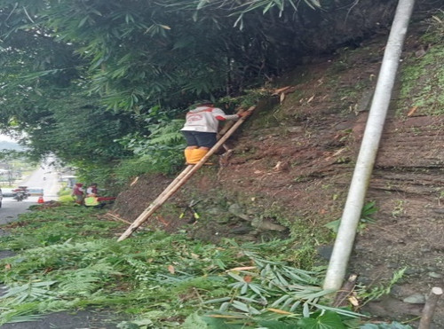 Bobotsari Karanganyar (Rumput).jpg