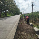 Kembangan Panican (Rumput)
