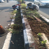 Kolonel Sugiri (Rumput)