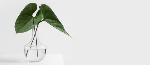 plant.jpg