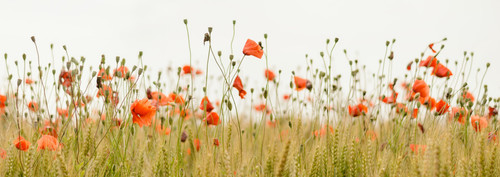 flowers.jpg