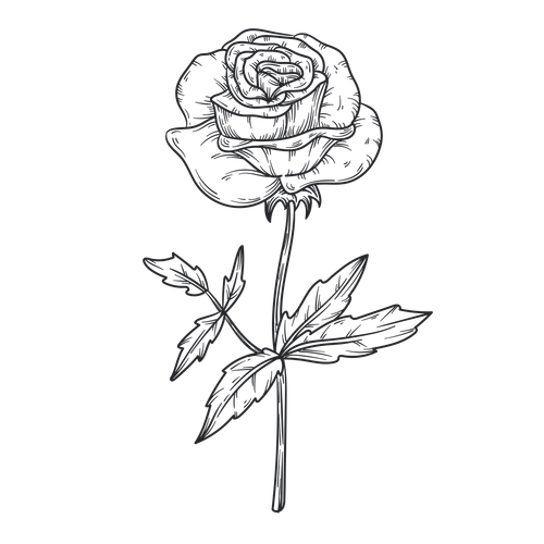 Lovepik com 401693575 valentine flowers rose line drawing.png