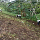 Pekiringan Rembang (Rumput)