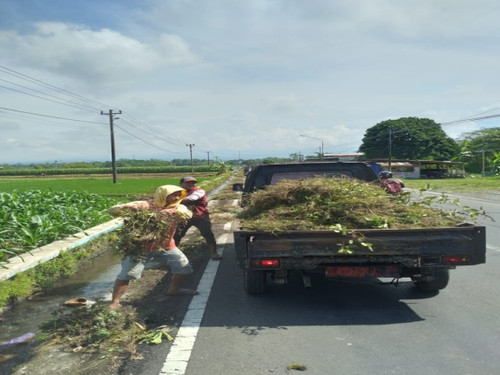 Purbalingga Kutasari (Rumput).jpg
