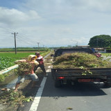 Purbalingga Kutasari (Rumput)